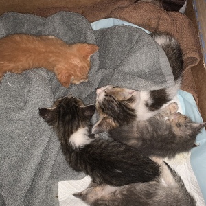 Fundraising Page: Amanda Bazemore